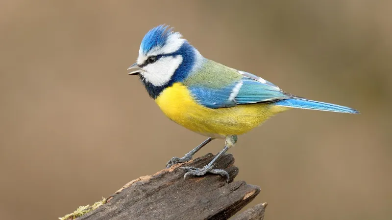 Blue tit